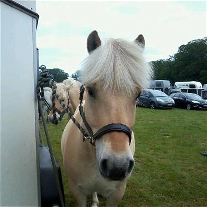 Fjordhest Ågerupgaards Oliver FJV 10001 - Oliver til Hippoaden i Knuthenborg Safaripark. billede 1