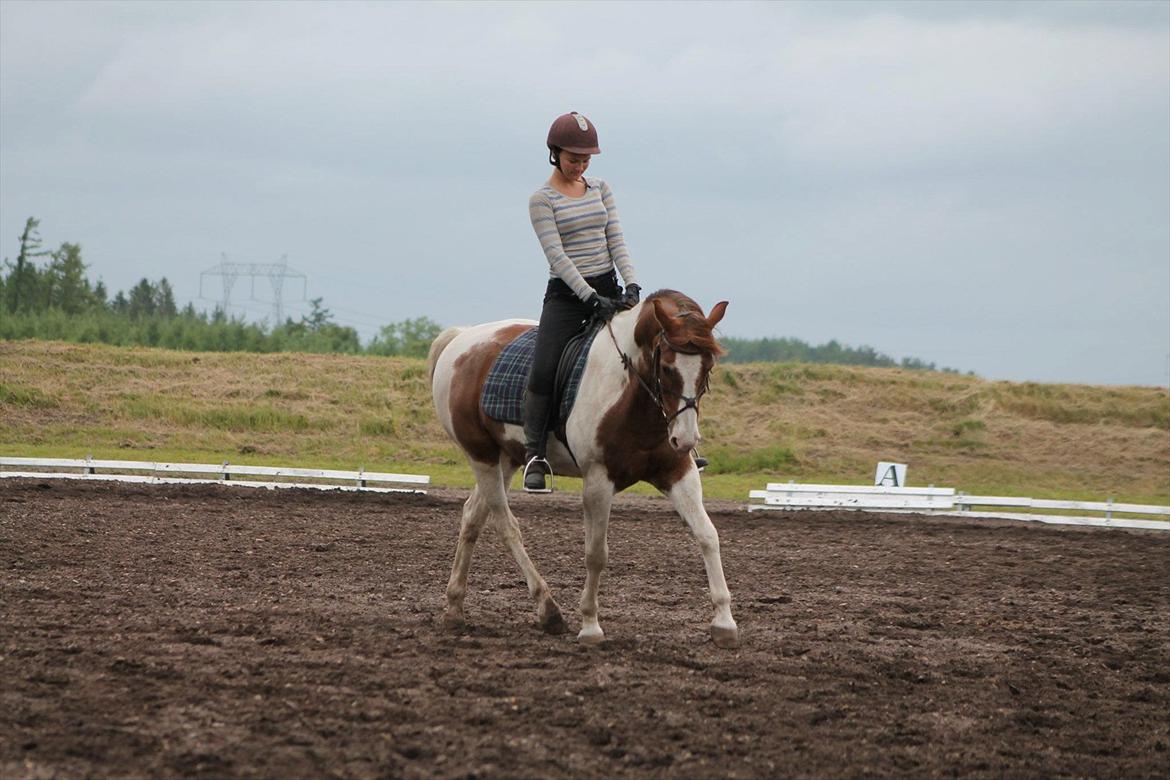 Pinto Boogie billede 13