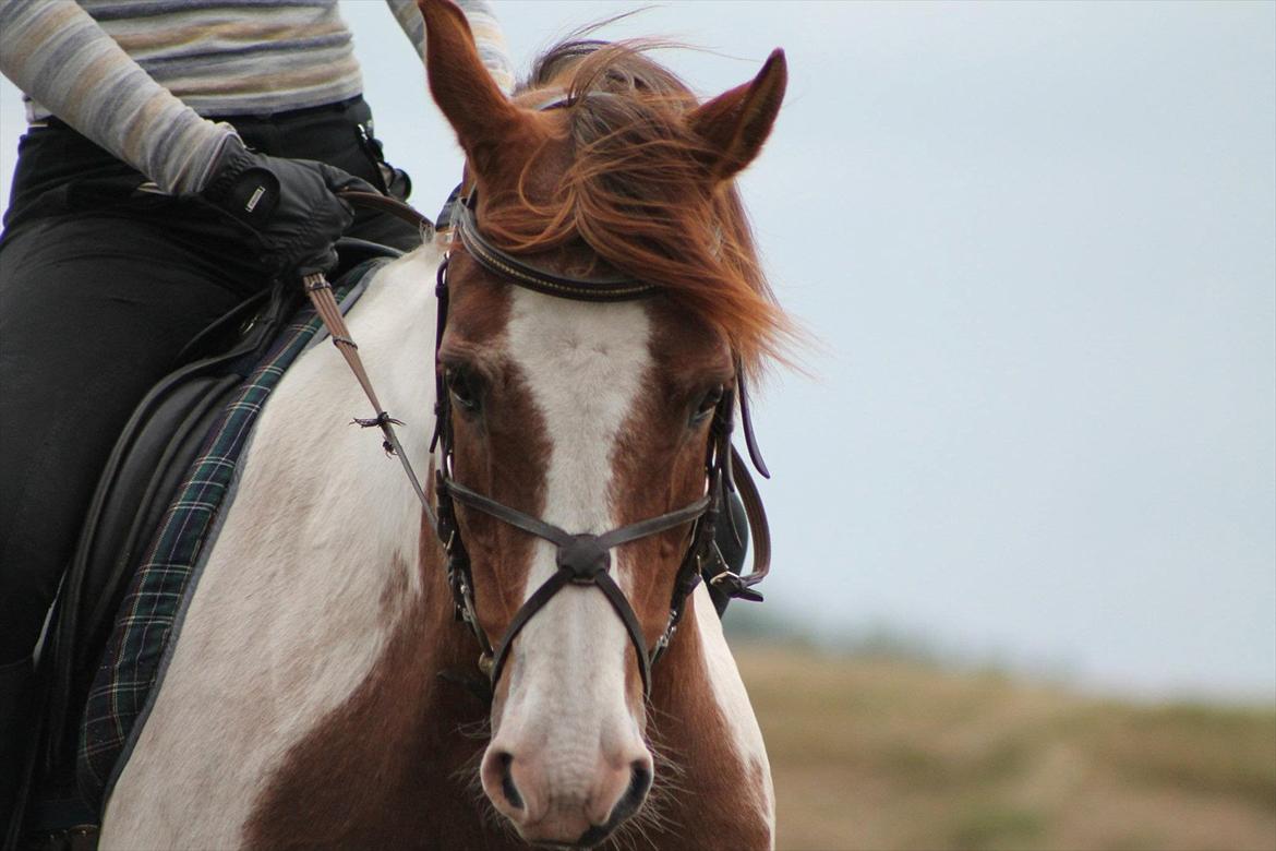 Pinto Boogie billede 17