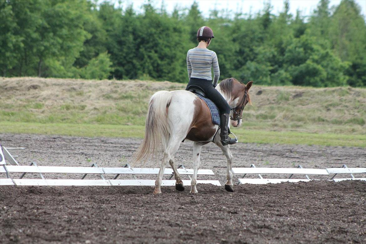 Pinto Boogie billede 18