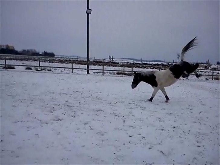 Anden særlig race Silas  - min vildhest! billede 18