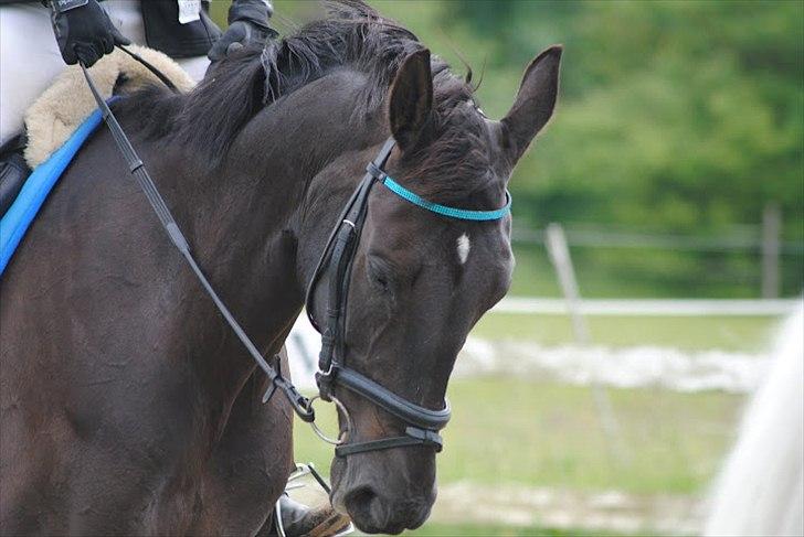 Anden særlig race Lucky - Part R.I.P billede 15