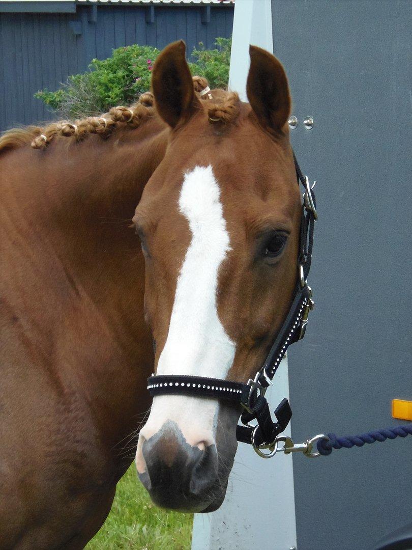 Anden særlig race Mon Cheri<3 - Vedens smukkeste pony til stævne i Dolmer rideklub!:D billede 4