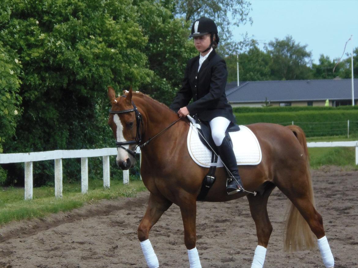 Anden særlig race Mon Cheri<3 - Monse og jeg på opvarmnings banen i Dolmer rideklub!:D billede 11