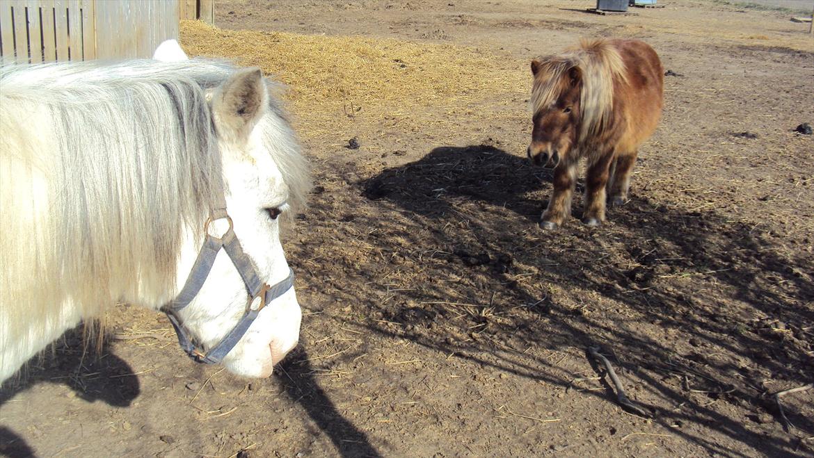 Anden særlig race Hannibal  - BølleBob og Hanne :-) 
<br>
<br>
Foto: Mig :-) billede 16