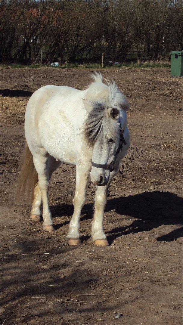 Anden særlig race Hannibal  - En sommer dag :-)
<br>
<br>
Foto: Mig :-) billede 9