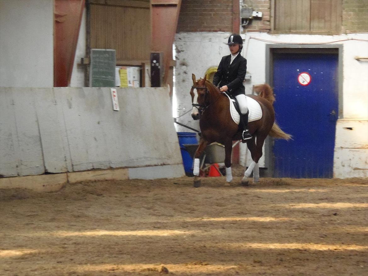 Anden særlig race Mon Cheri<3 - Monse og jeg i en LD2!:D Dolmer rideklub. billede 13