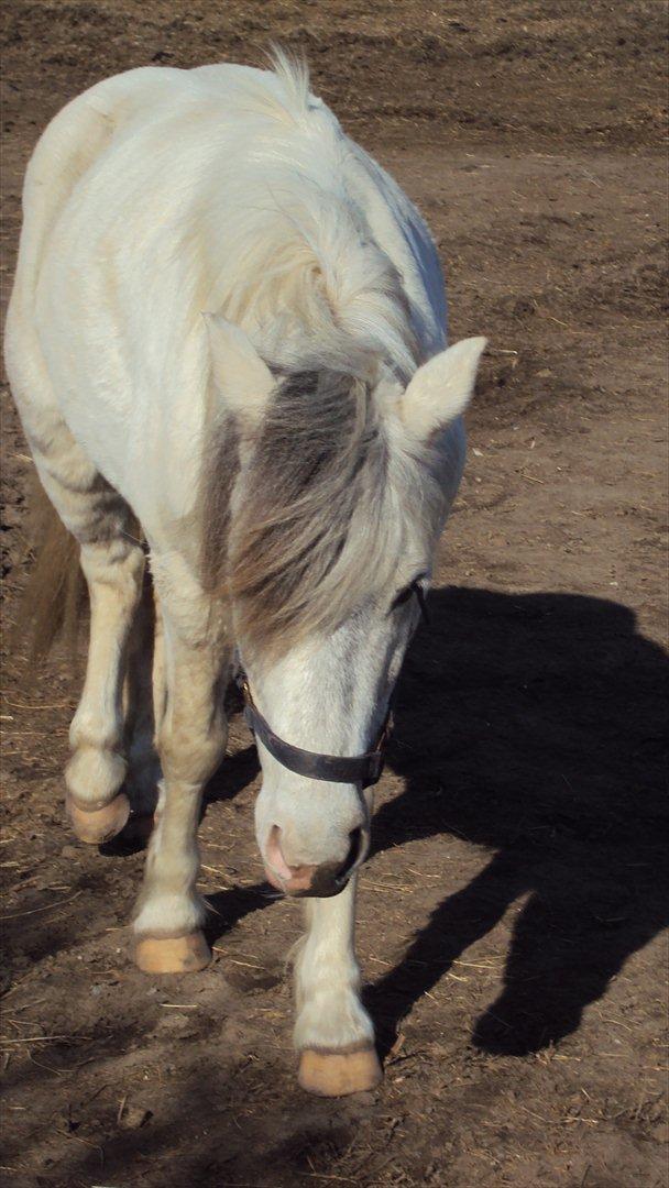 Anden særlig race Hannibal  - En sommer dag :-)
<br>
<br>
Foto: Mig :-) billede 11