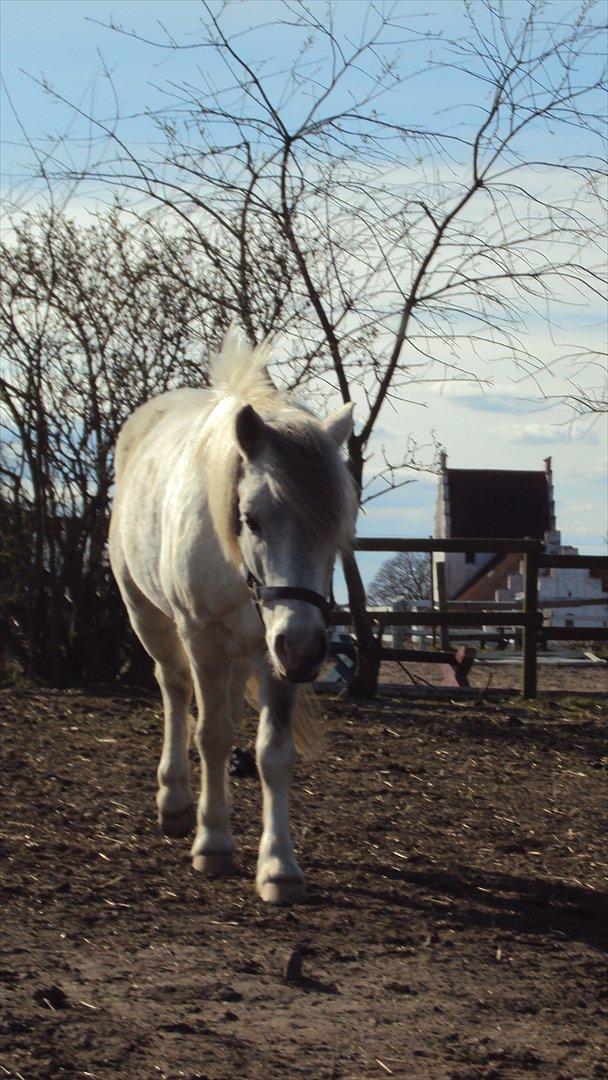 Anden særlig race Hannibal  - Søde pony :-)
<br>
<br>
Foto: Mig :-) billede 17