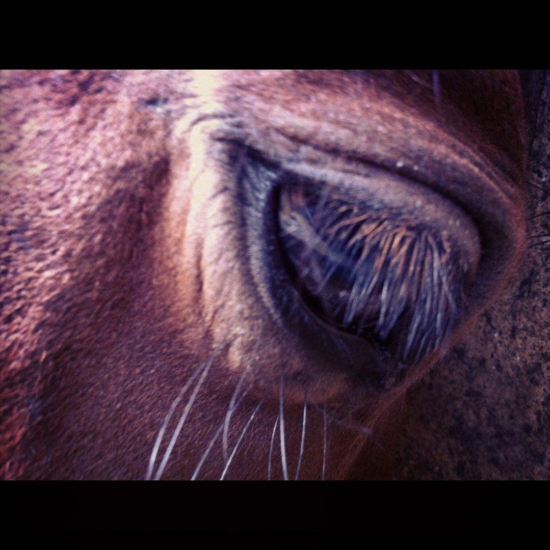 Tysk Oldenburger Sparki - Du vil altid være miiin stjerne!<3:-*  billede 6