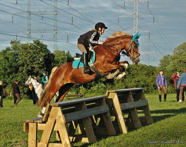 Welsh Cob (sec D) Dyrfal Rosebuds Last - Rose og hendes nye ejer Ditte.  billede 1