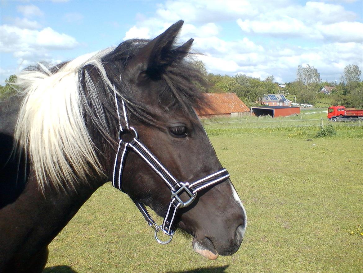 Anden særlig race Frida fra Toftgård (solgt) - 16. juni 2012.Kønnere hoved skal man lede længe efter :) billede 1