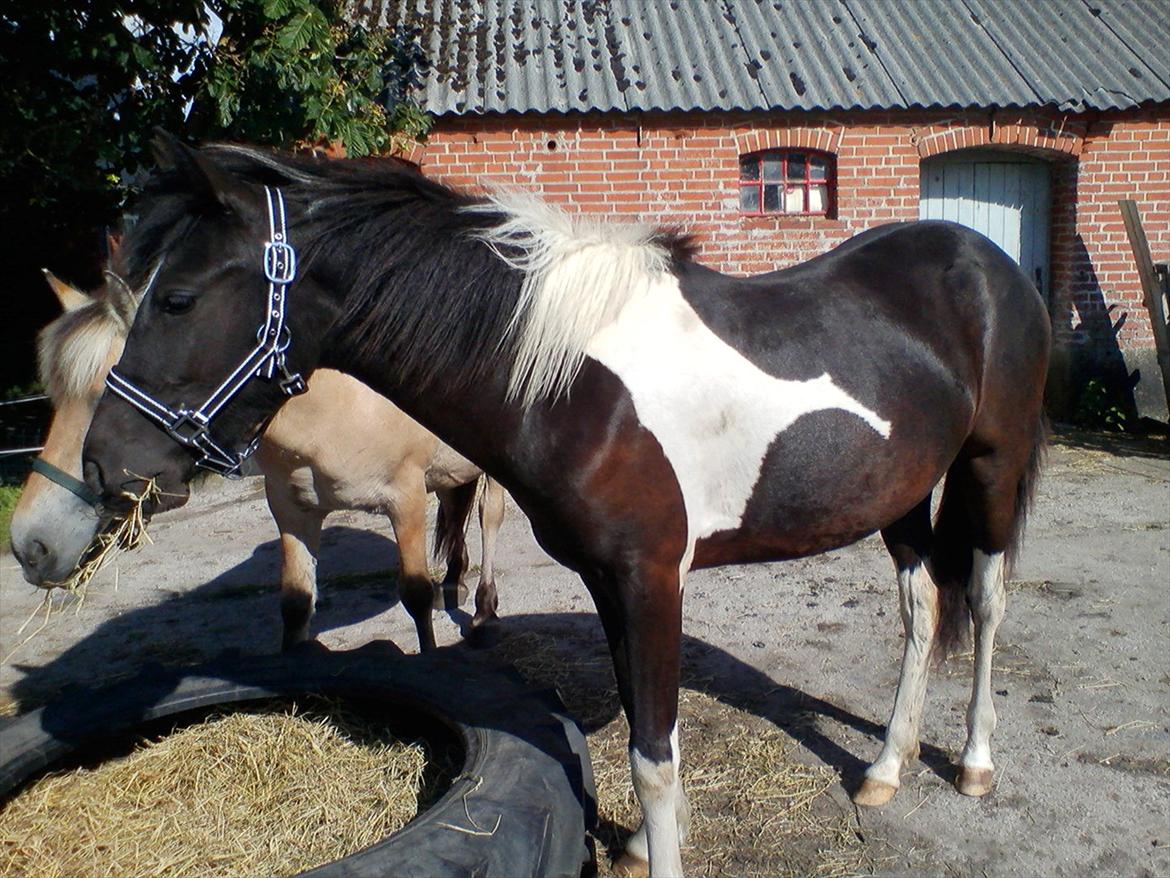 Anden særlig race Frida fra Toftgård (solgt) - 16. juni 2012 billede 3