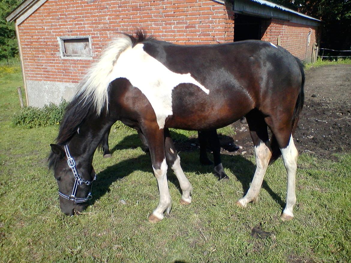 Anden særlig race Frida fra Toftgård (solgt) - 16. juni 2012 billede 2