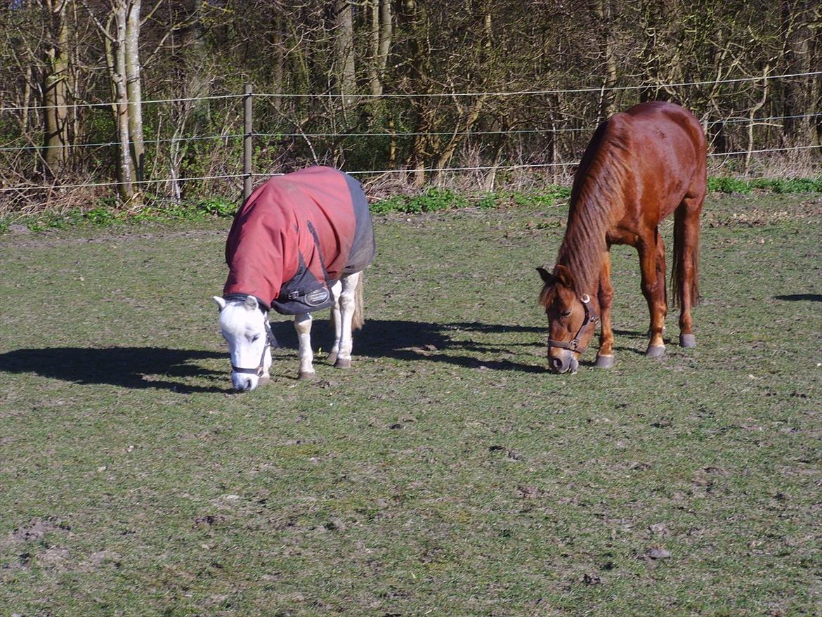 Anden særlig race Kasper billede 8
