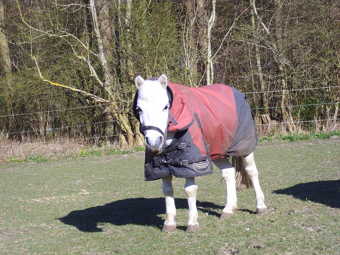 Anden særlig race Kasper billede 9