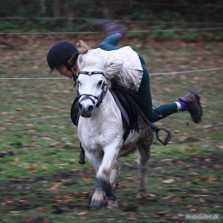 Anden særlig race Kasper billede 11