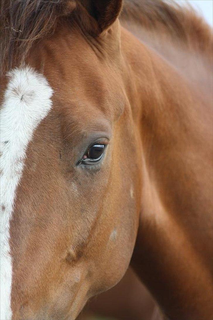 Traver Powerful Winning - ... When Im looking into your eyes i know im home <3 billede 9