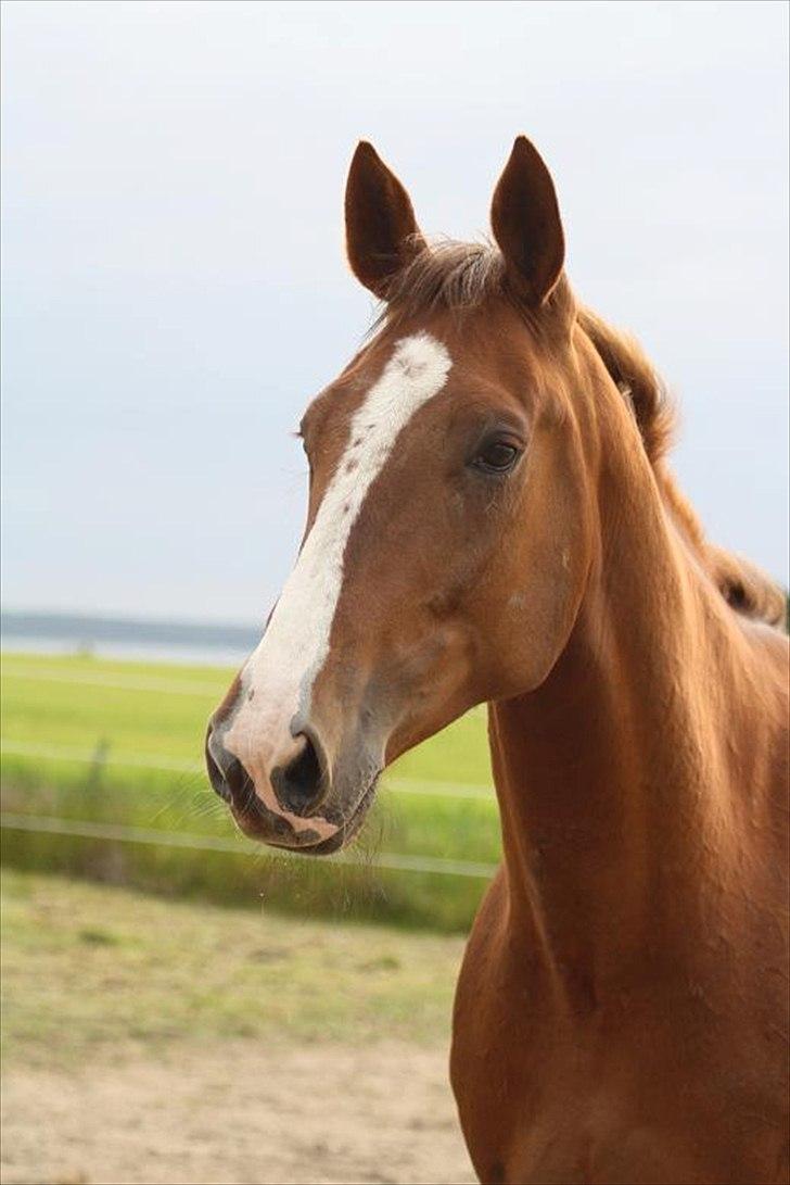 Traver Powerful Winning billede 10