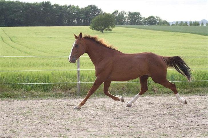 Traver Powerful Winning billede 11