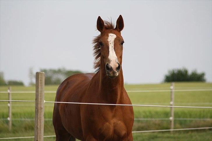 Traver Powerful Winning billede 12