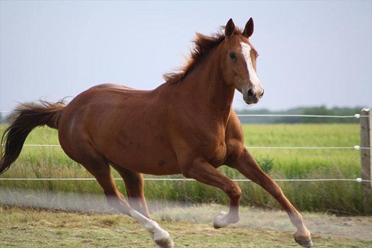 Traver Powerful Winning billede 13