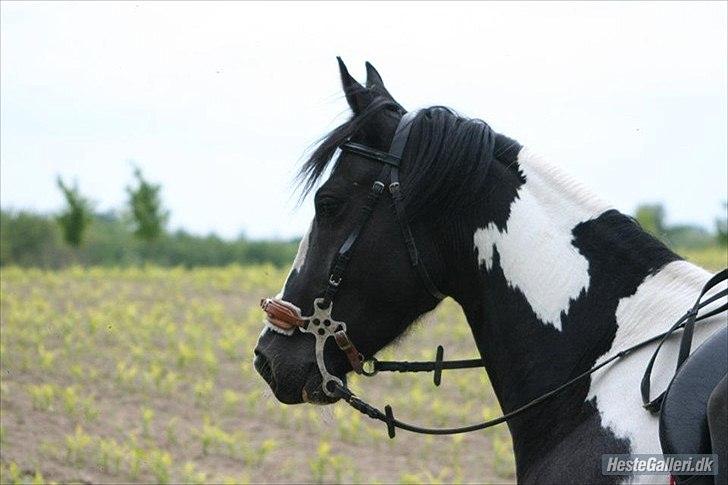 Pinto Jessey billede 13