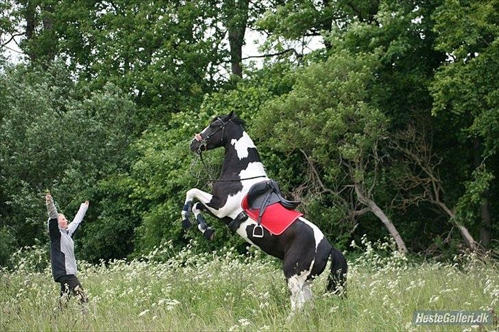 Pinto Jessey - Skønne Jessey
Hun er så dygtig! <3 billede 1