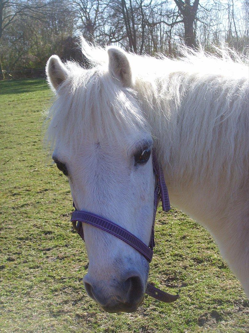 Welsh Mountain (sec A) Bianca billede 7