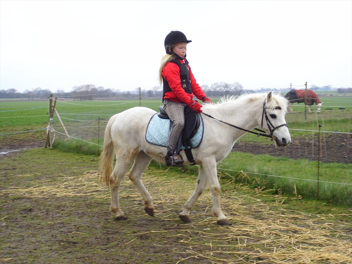 Welsh Mountain (sec A) Bianca billede 9