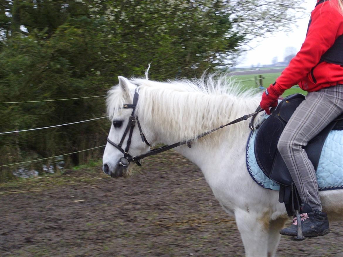 Welsh Mountain (sec A) Bianca billede 10