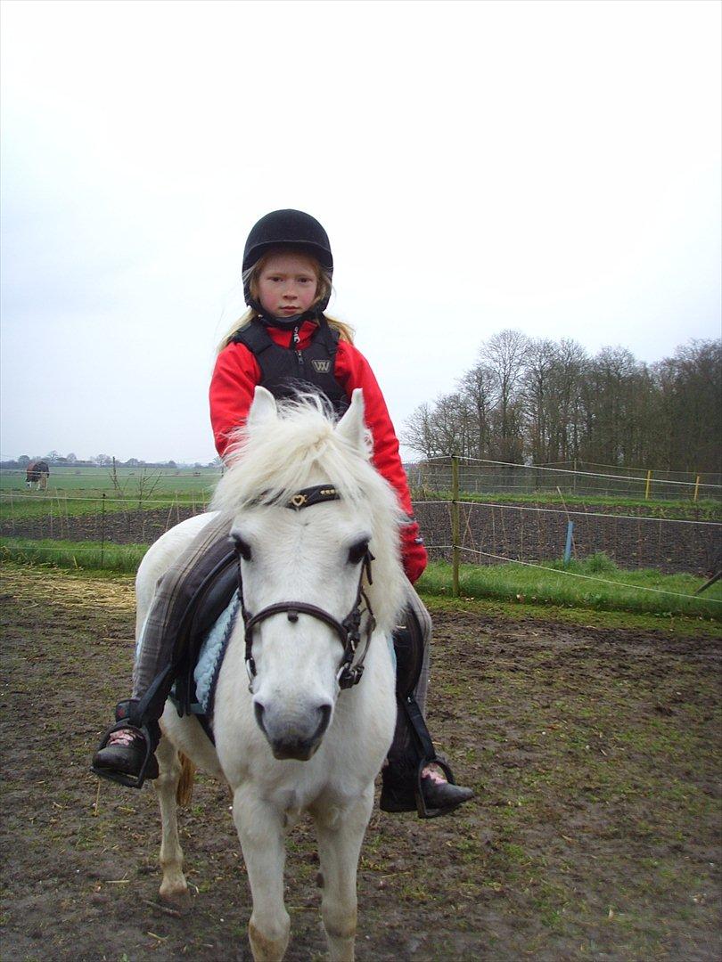 Welsh Mountain (sec A) Bianca billede 11