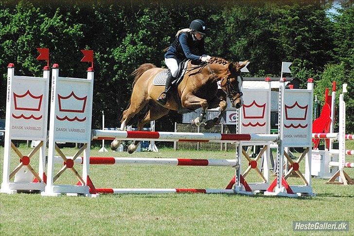 Anden særlig race Pax - Ja, han kan bare det der! billede 9