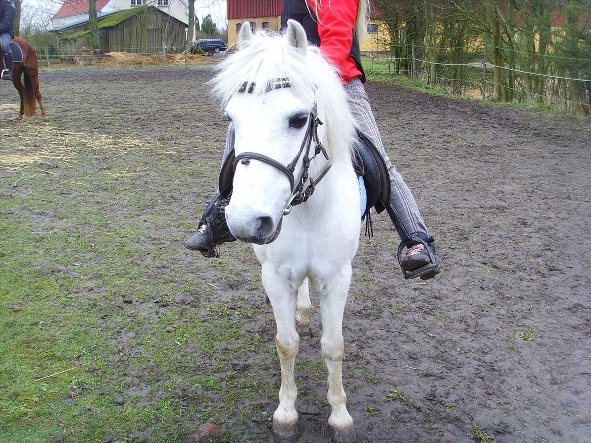 Welsh Mountain (sec A) Bianca billede 14