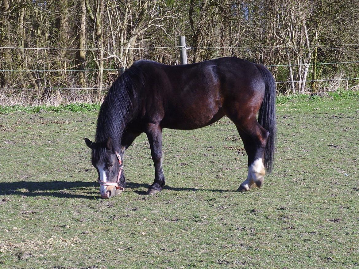 New Forest Cherie billede 10