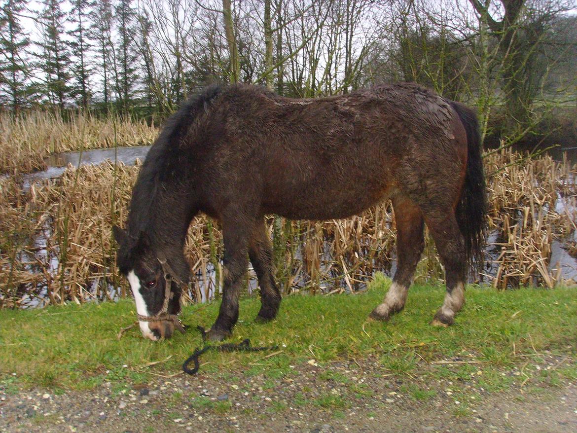 New Forest Cherie billede 12