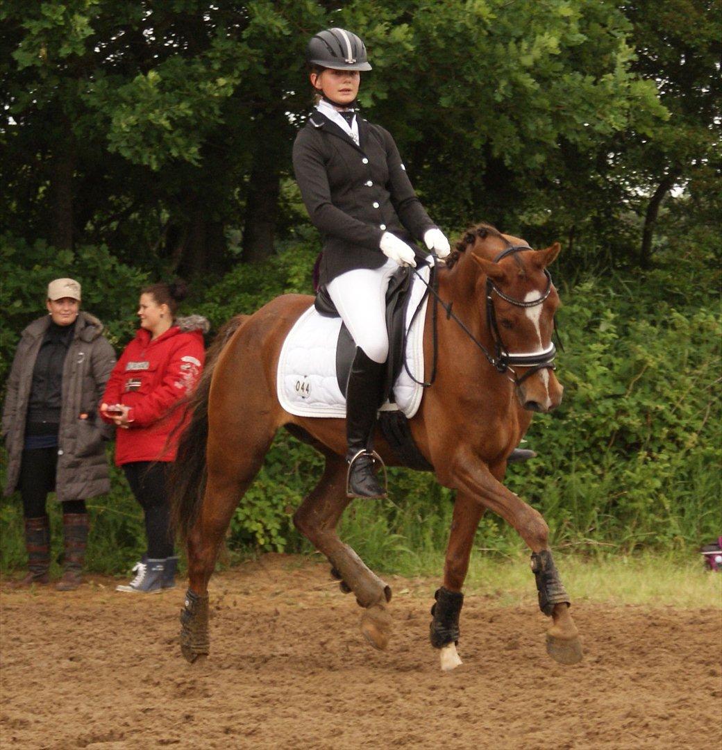 Welsh Partbred (Sec F) De Wijk's Aislin B PONY - SJM IND 2012 billede 18