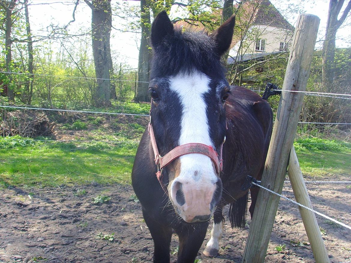New Forest Cherie billede 13