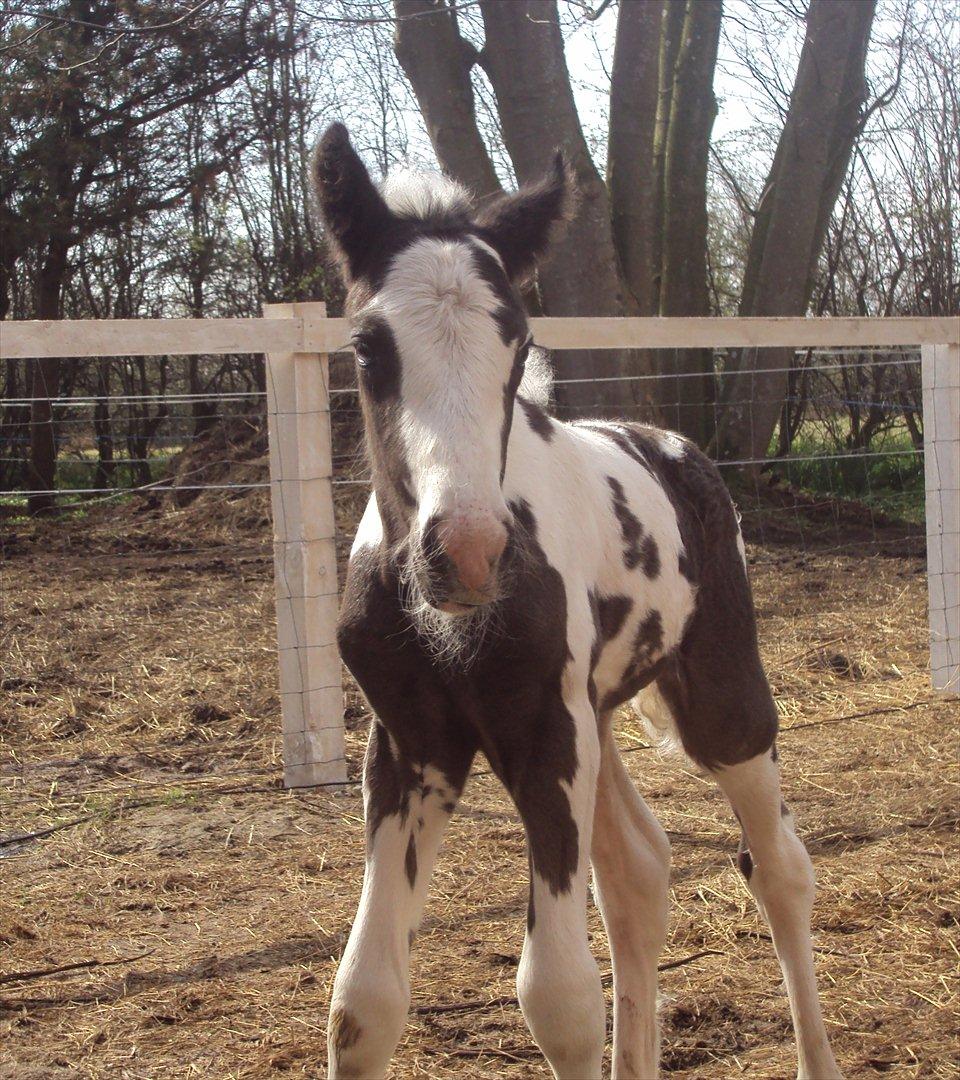 Irish Cob Crossbreed S.C. Palomita Mi Amore <3. - 1 dag gammel <3 billede 2