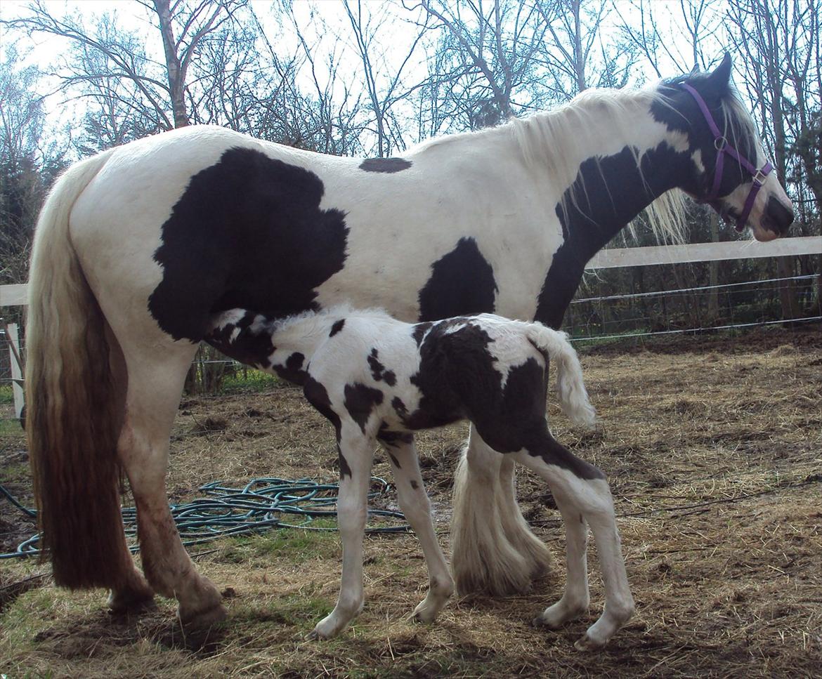 Irish Cob Crossbreed S.C. Palomita Mi Amore <3. billede 14