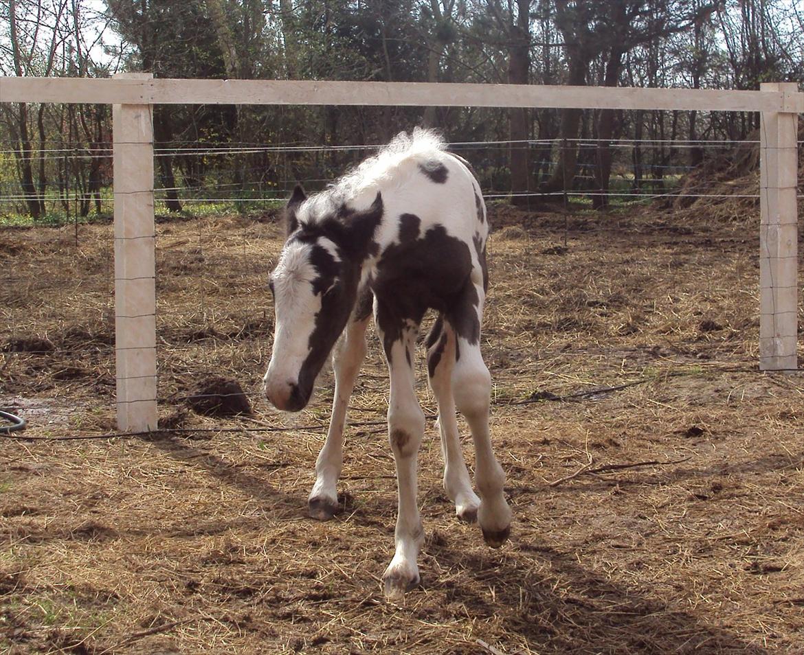 Irish Cob Crossbreed S.C. Palomita Mi Amore <3. billede 15