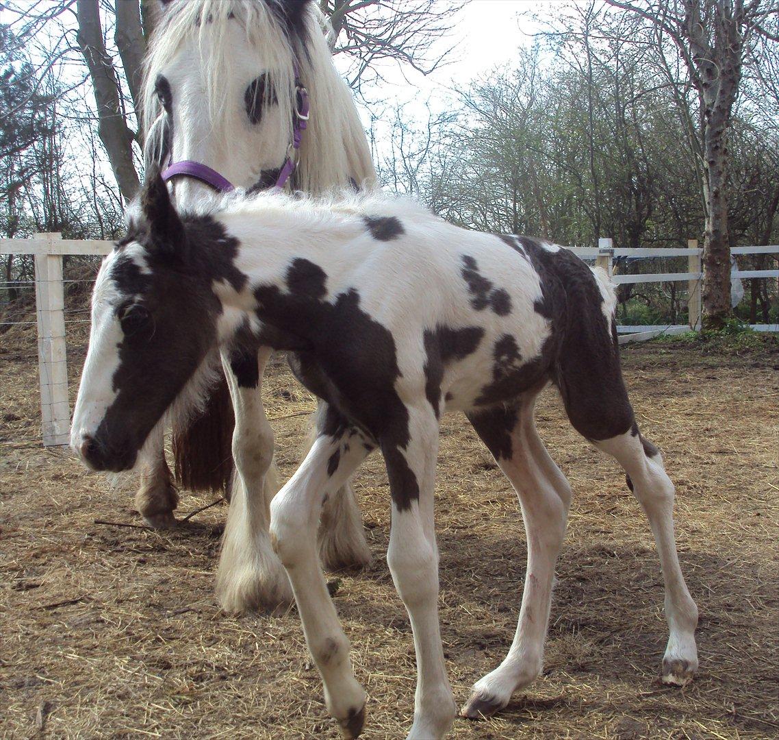 Irish Cob Crossbreed S.C. Palomita Mi Amore <3. billede 16