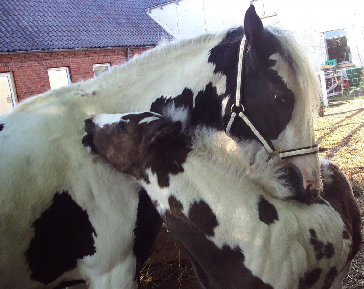 Irish Cob Crossbreed S.C. Palomita Mi Amore <3. billede 17