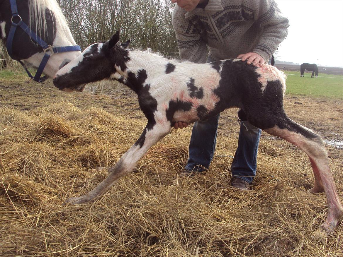 Irish Cob Crossbreed S.C. Palomita Mi Amore <3. billede 18