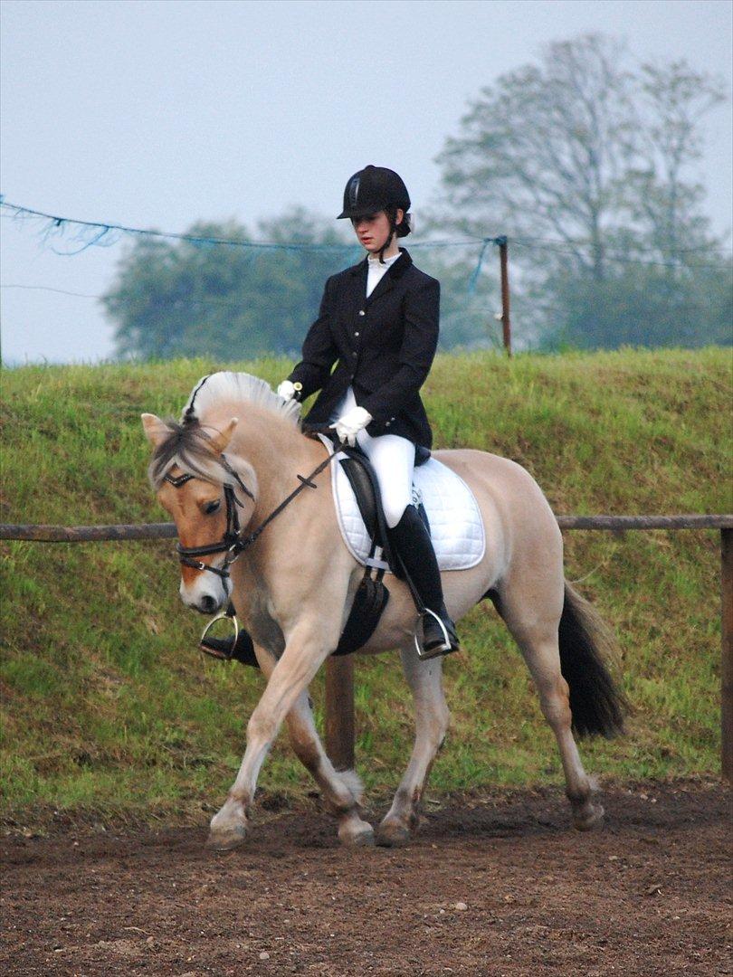 Fjordhest Heden's Lupin  - vores andet stævne på Birken 2012. 
vi rider en Lc2  billede 16