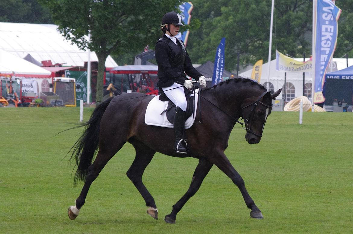 Oldenborg Rosenhavens Ann *YNDLINGS-HESTEN* - brugsprøve i dressur på det fynske dyrskue 2012 :) vi kom på en 4. plads! :) jeg var super stolt af min dejlige tøs! <3 jeg havde aldrig troet vi fik placering!  billede 12