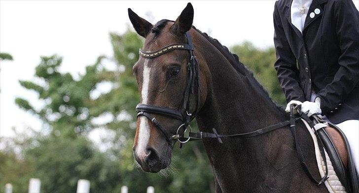 Dansk Varmblod High Power D - Til vores 3. stævne. 5 år billede 17