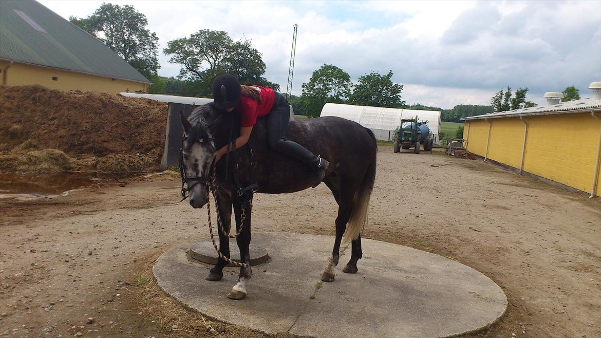 Dansk Varmblod Rinkenæs Challenge - SOLGT - Sidste dag med den dejlige dreng <3 billede 20