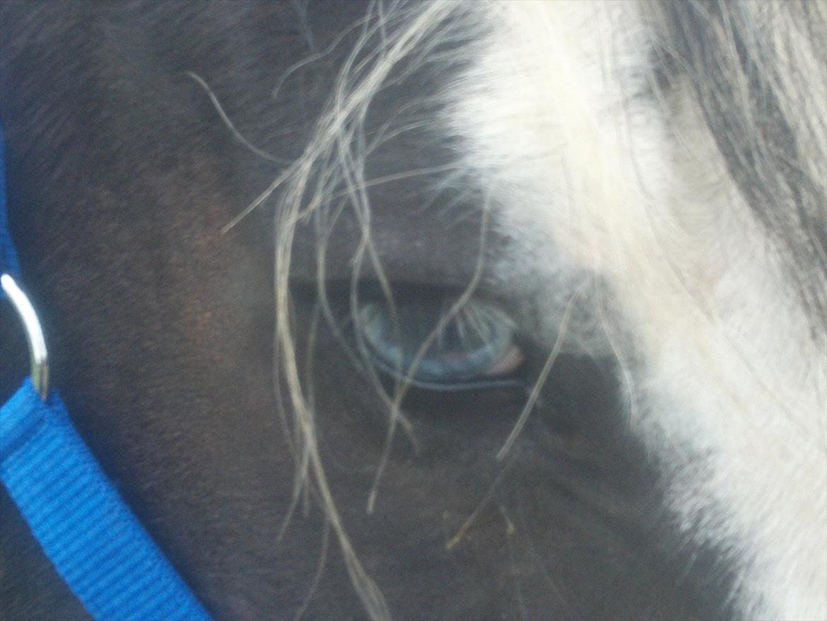 Irish Cob Tim billede 1