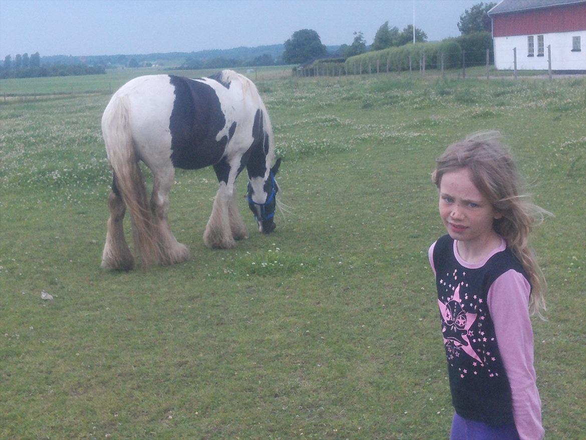 Irish Cob Tim billede 2
